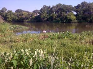 geese in the park